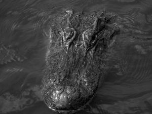 florida everglades gator